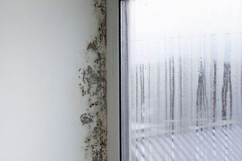 Mold Testing and Remediation: Protecting Your Home and Health
