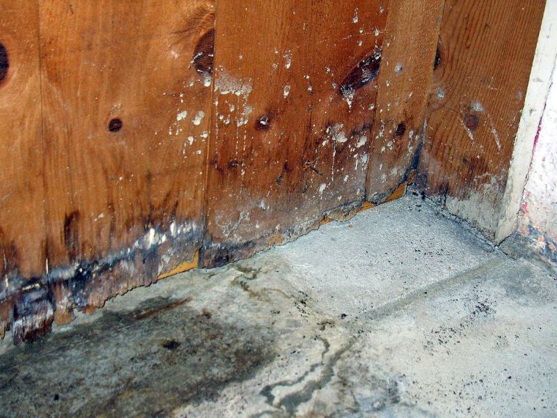 The Importance of Professional Mold Damage Restoration